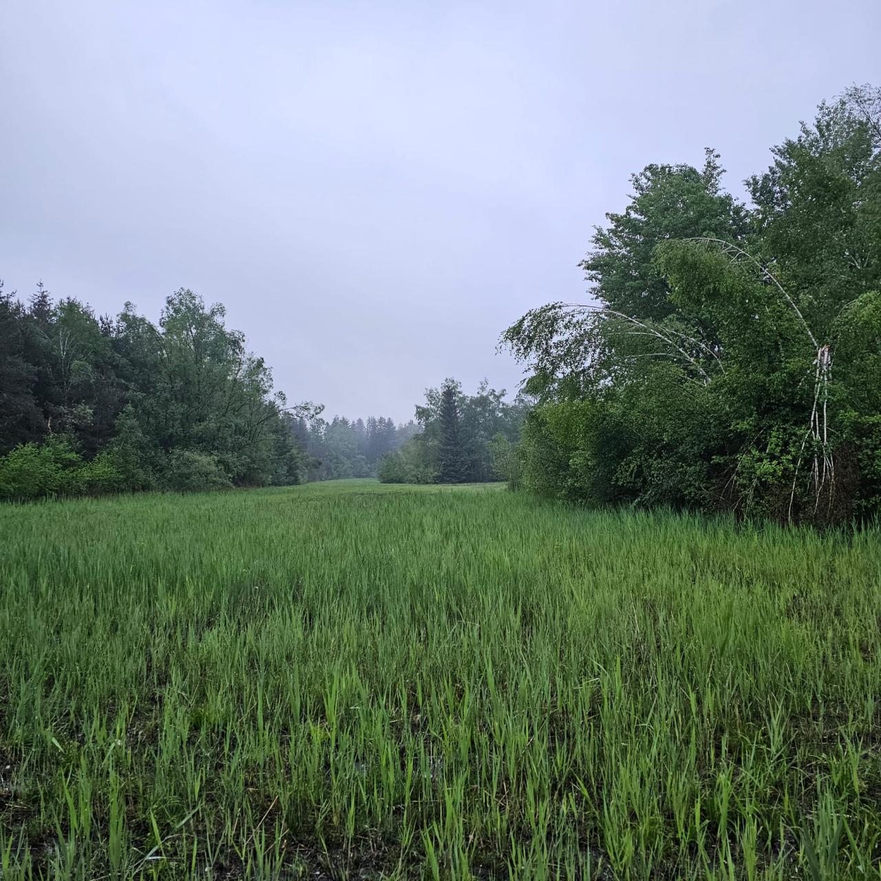 Weidmooser Moor
